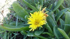 Glottiphyllum longum