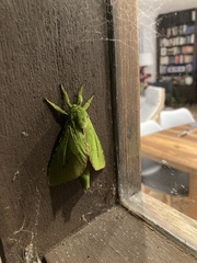 Aenetus eximia