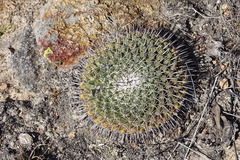 Mammillaria uncinata