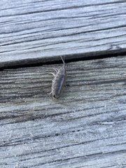 Ligia exotica