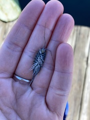 Ligia exotica