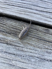 Ligia exotica