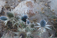 Eryngium heterophyllum