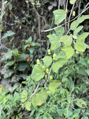Decaloba