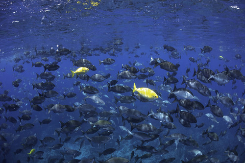 Photo of Bermuda chub (Kyphosus sectatrix)