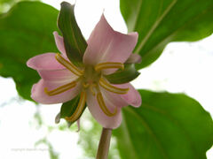 Trillium catesbaei