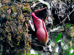 Nepenthes spathulata