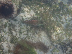 Pseudolabrus luculentus