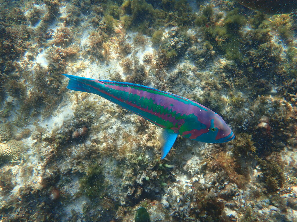Green-blocked wrasse (Thalassoma purpureum) — Labridae