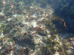 Pseudolabrus luculentus