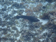 Notolabrus inscriptus