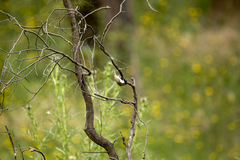 Melithreptus lunatus