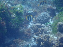 Chaetodon tricinctus