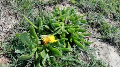 Glottiphyllum longum