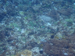 Thalassoma nigrofasciatum