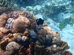 Amphiprion mccullochi