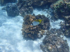 Chaetodon lineolatus