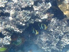 Chaetodon tricinctus