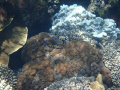 Neoglyphidodon polyacanthus