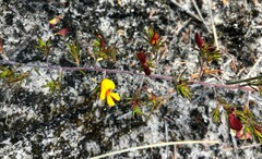 Pultenaea tenuifolia