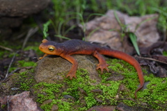 Taricha sierrae