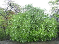 Gardenia resinifera