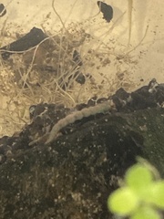 Hydrobiosidae