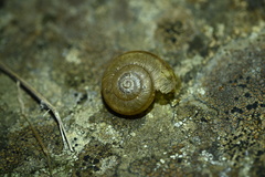 Helminthoglypta cypreophila