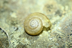 Helminthoglypta cypreophila