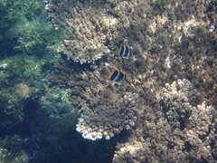 Chaetodon tricinctus