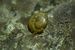Helminthoglypta cypreophila