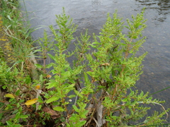 Haloragis erecta erecta