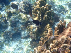 Amphiprion mccullochi