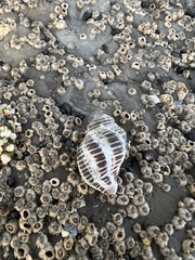 Acanthinucella