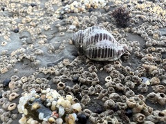 Acanthinucella