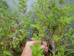 Haloragis erecta erecta