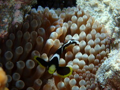 Amphiprion mccullochi