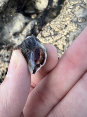 Acanthinucella