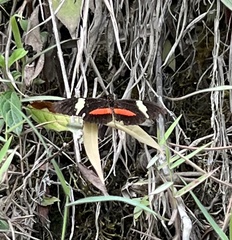 Heliconius clysonymus