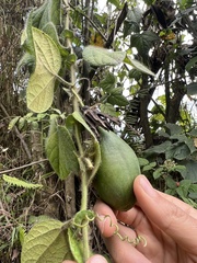 Passiflora menispermifolia