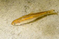 Notropis