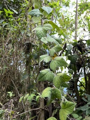 Passiflora menispermifolia