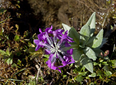 Primula pumila