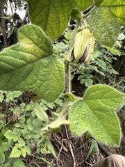 Passiflora menispermifolia