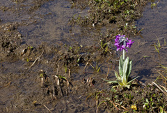 Primula pumila