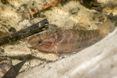 Dormitator maculatus