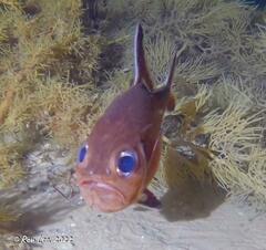 Trachichthys australis