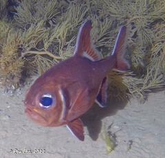 Trachichthys australis