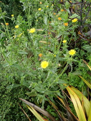 Helminthotheca echioides
