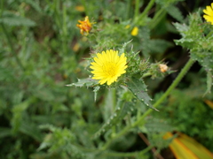 Helminthotheca echioides